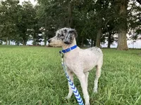 Brooklyn GENETIC TESTED, a female Poodle - Miniature  for sale in Fort Wayne, IN – Photo 3 of 9