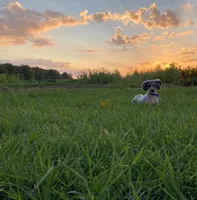 Brooklyn GENETIC TESTED, a female Poodle - Miniature  for sale in Fort Wayne, IN – Photo 6 of 9