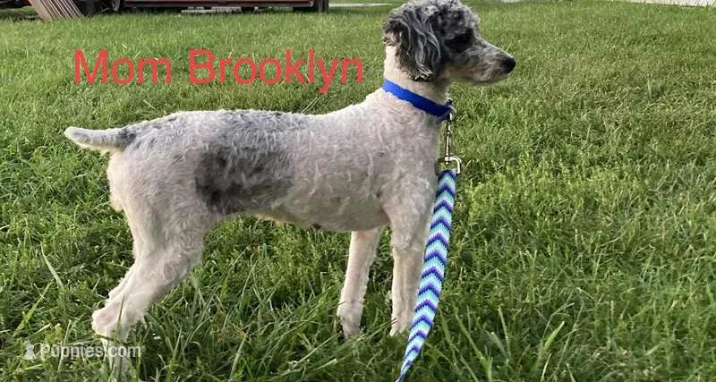 Brooklyn GENETIC TESTED