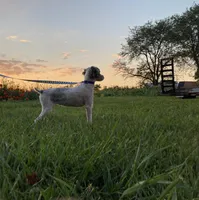Brooklyn GENETIC TESTED, a female Poodle - Miniature  for sale in Fort Wayne, IN – Photo 2 of 9