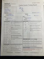 Brooklyn GENETIC TESTED, a female Poodle - Miniature  for sale in Fort Wayne, IN – Photo 8 of 9