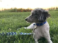 Brooklyn GENETIC TESTED, a female Poodle - Miniature  for sale in Fort Wayne, IN – Photo 4 of 9