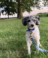Brooklyn GENETIC TESTED, a female Poodle - Miniature  for sale in Fort Wayne, IN – Photo 5 of 9