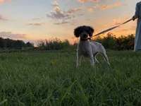 Brooklyn GENETIC TESTED, a female Poodle - Miniature  for sale in Fort Wayne, IN – Photo 7 of 9