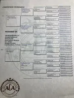 Brooklyn GENETIC TESTED, a female Poodle - Miniature  for sale in Fort Wayne, IN – Photo 9 of 9