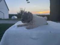 Oliver, a male Poodle - Toy  for sale in Fort Wayne, IN – Photo 3 of 7