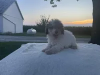 Oliver, a male Poodle - Toy  for sale in Fort Wayne, IN – Photo 6 of 7