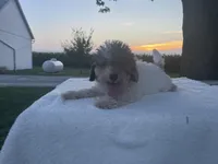 Oliver, a male Poodle - Toy  for sale in Fort Wayne, IN – Photo 2 of 7