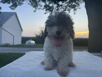 Oliver, a male Poodle - Toy  for sale in Fort Wayne, IN – Photo 4 of 7