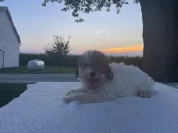 Oliver, a male Poodle - Toy  for sale in Fort Wayne, IN – Photo 7 of 7