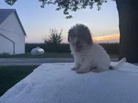 Oliver, a male Poodle - Toy  for sale in Fort Wayne, IN – Photo 5 of 7
