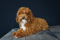 Benty, a male Poodle - Toy  for sale in Fort Wayne, IN – Photo 4 of 6