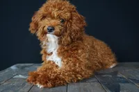 Benty, a male Poodle - Toy  for sale in Fort Wayne, IN – Photo 6 of 6