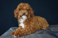 Benty, a male Poodle - Toy  for sale in Fort Wayne, IN – Photo 5 of 6