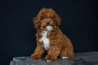 Benty, a male Poodle - Toy  for sale in Fort Wayne, IN – Photo 3 of 6