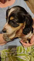 Female 3, a female Miniature Dachshund for sale in Gastonia, NC – 1 of 5
