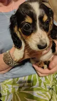 Female 3, a female Miniature Dachshund for sale in Gastonia, NC – 2 of 5
