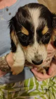 Female 3, a female Miniature Dachshund for sale in Gastonia, NC – 3 of 5