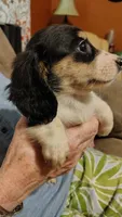 Female 1, a female Dachshund for sale in Gastonia, NC – 4 of 6