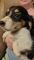 Female 1, a female Dachshund for sale in Gastonia, NC – 3 of 6