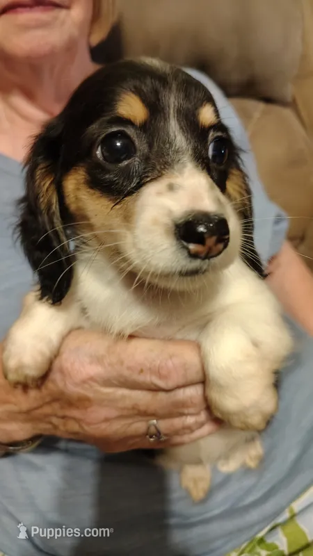 Female 1 – Dachshund puppy for sale in Gastonia, NC