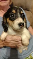 Female 1, a female Dachshund for sale in Gastonia, NC – 1 of 6