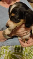 Female 3, a female Miniature Dachshund for sale in Gastonia, NC – 5 of 5