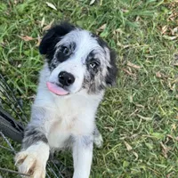 Angus, a male Miniature Australian Shepherd for sale in Long Lake, WI – 3 of 10