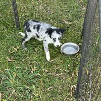 Angus, a male Miniature Australian Shepherd for sale in Long Lake, WI – 10 of 10
