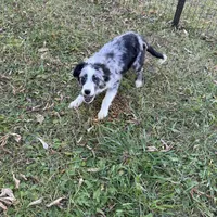 Angus, a male Miniature Australian Shepherd for sale in Long Lake, WI – 7 of 10