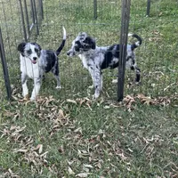 Angus, a male Miniature Australian Shepherd for sale in Long Lake, WI – 8 of 10