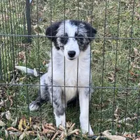 Angus, a male Miniature Australian Shepherd for sale in Long Lake, WI – 2 of 10