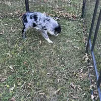 Angus, a male Miniature Australian Shepherd for sale in Long Lake, WI – 9 of 10