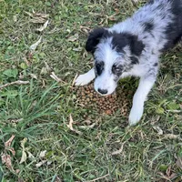 Angus, a male Miniature Australian Shepherd for sale in Long Lake, WI – 6 of 10