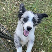 Angus, a male Miniature Australian Shepherd for sale in Long Lake, WI – 1 of 10