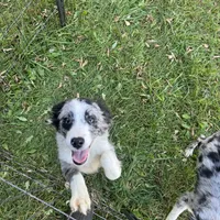 Angus, a male Miniature Australian Shepherd for sale in Long Lake, WI – 5 of 10