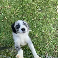 Angus, a male Miniature Australian Shepherd for sale in Long Lake, WI – 4 of 10