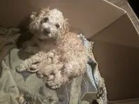 Teddy, a male Cockapoo for sale in Modesto, CA – 2 of 5