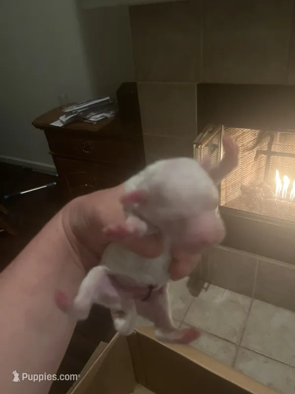 Brady – Cockapoo puppy for sale in Modesto, CA