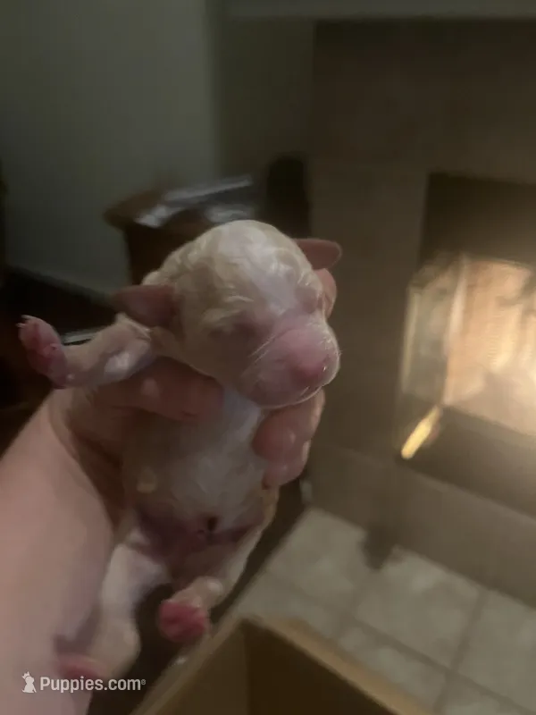 Teddy – Cockapoo puppy for sale in Modesto, CA