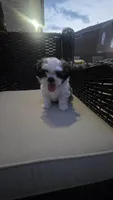 Charlie, a male Shih Tzu for sale in Phoenix, AZ – 7 of 8