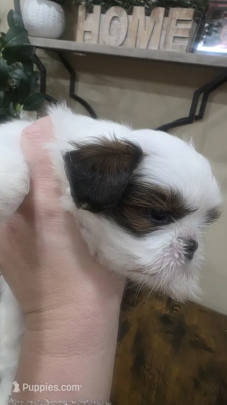 Bentley  – Shih Tzu puppy for sale in Phoenix, AZ