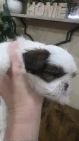 Bentley , a male Shih Tzu for sale in Phoenix, AZ – 2 of 4