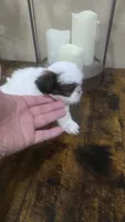 Bentley , a male Shih Tzu for sale in Phoenix, AZ – 4 of 4
