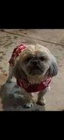 Teddy🧸, a male Shih Tzu for sale in Phoenix, AZ – 3 of 3