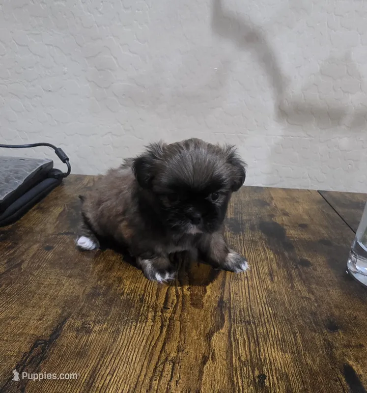 Gizmo – Shih Tzu puppy for sale in Phoenix, AZ
