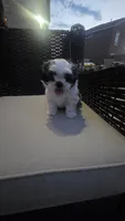 Charlie, a male Shih Tzu for sale in Phoenix, AZ – 4 of 8