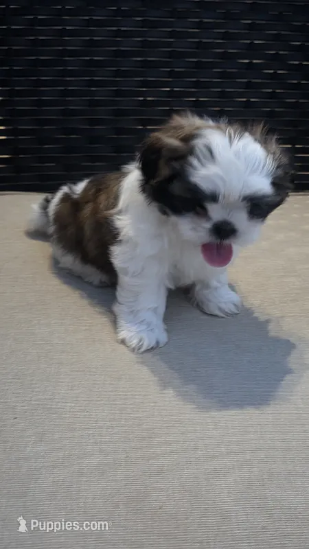 Charlie – Shih Tzu puppy for sale in Phoenix, AZ