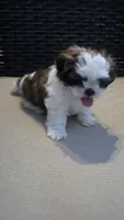 Charlie, a male Shih Tzu for sale in Phoenix, AZ – 1 of 8