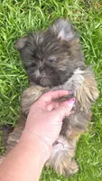 Teddy🧸, a male Shih Tzu for sale in Phoenix, AZ – Photo 2 of 8